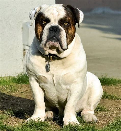 original old english bulldog.